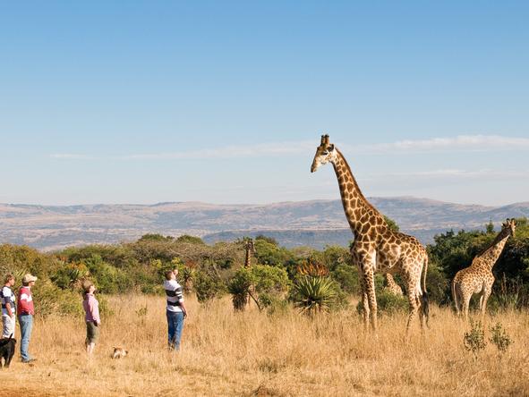 Fugitives' Drift Guest House -Walking Safari 